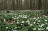 Wood Anemone (Anemone nemorosa)