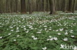 Bosanemoon (Anemone nemorosa)