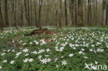 Bosanemoon (Anemone nemorosa)