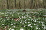 Bosanemoon (Anemone nemorosa)