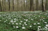 Bosanemoon (Anemone nemorosa)