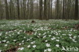 Bosanemoon (Anemone nemorosa)