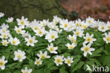 Wood Anemone (Anemone nemorosa)