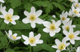 Wood Anemone (Anemone nemorosa)