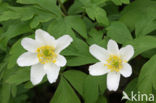 Wood Anemone (Anemone nemorosa)