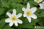 Bosanemoon (Anemone nemorosa)