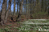 Bosanemoon (Anemone nemorosa)