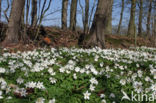 Bosanemoon (Anemone nemorosa)