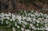 Bosanemoon (Anemone nemorosa)