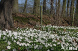 Bosanemoon (Anemone nemorosa)