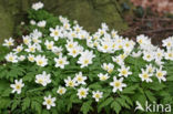 Wood Anemone (Anemone nemorosa)