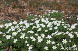 Bosanemoon (Anemone nemorosa)