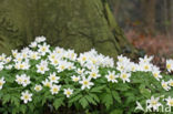 Bosanemoon (Anemone nemorosa)