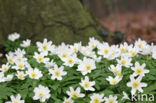 Wood Anemone (Anemone nemorosa)