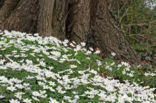 Wood Anemone (Anemone nemorosa)