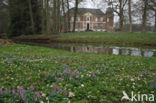 Bosanemoon (Anemone nemorosa)