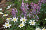 Bosanemoon (Anemone nemorosa)