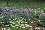 Wood Anemone (Anemone nemorosa)