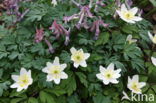 Wood Anemone (Anemone nemorosa)