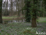 Bosanemoon (Anemone nemorosa)