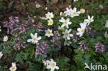 Bosanemoon (Anemone nemorosa)