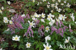 Wood Anemone (Anemone nemorosa)