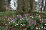 Bosanemoon (Anemone nemorosa)