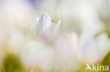 Bosanemoon (Anemone nemorosa)