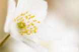 Wood Anemone (Anemone nemorosa)