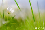 Bosanemoon (Anemone nemorosa)