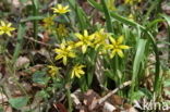 Bosgeelster (Gagea lutea)