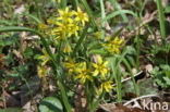 Bosgeelster (Gagea lutea)