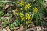 Bosgeelster (Gagea lutea)