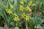 Bosgeelster (Gagea lutea)