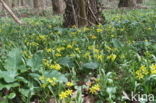 Bosgeelster (Gagea lutea)