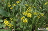 Bosgeelster (Gagea lutea)