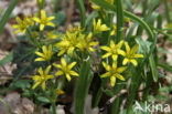 Bosgeelster (Gagea lutea)