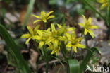 Bosgeelster (Gagea lutea)