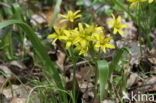 Bosgeelster (Gagea lutea)