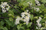 Bosrank (Clematis vitalba)