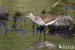 Wood Sandpiper (Tringa glareola)