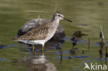 Wood Sandpiper (Tringa glareola)