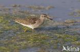 Wood Sandpiper (Tringa glareola)