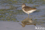 Wood Sandpiper (Tringa glareola)