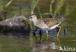 Wood Sandpiper (Tringa glareola)