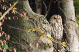 Tawny Owl (Strix aluco)