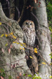 Tawny Owl (Strix aluco)