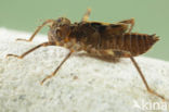 Bronslibel (Oxygastra curtisii) 