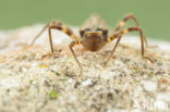 Bronslibel (Oxygastra curtisii) 