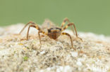 Bronslibel (Oxygastra curtisii) 